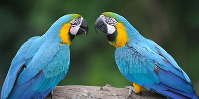 طيور زينة birds