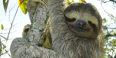 sloth